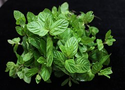 mint leaves plant 