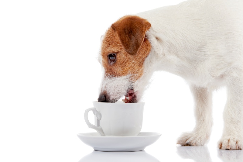 terrier dog drinking some herbal teas and a green from white teacup