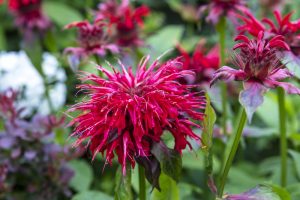 red bee balm flower close-up in a tea garden