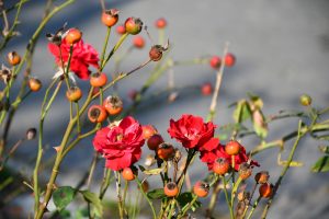 red rose bush with roses and rosehips in a tea garden