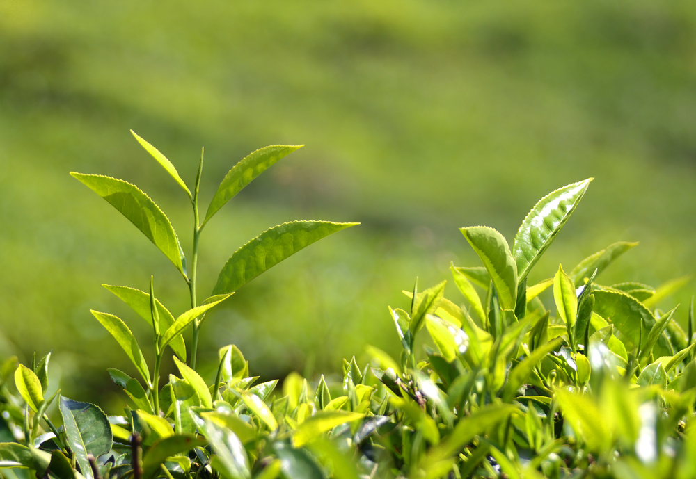 camellia sinensis/tea plant