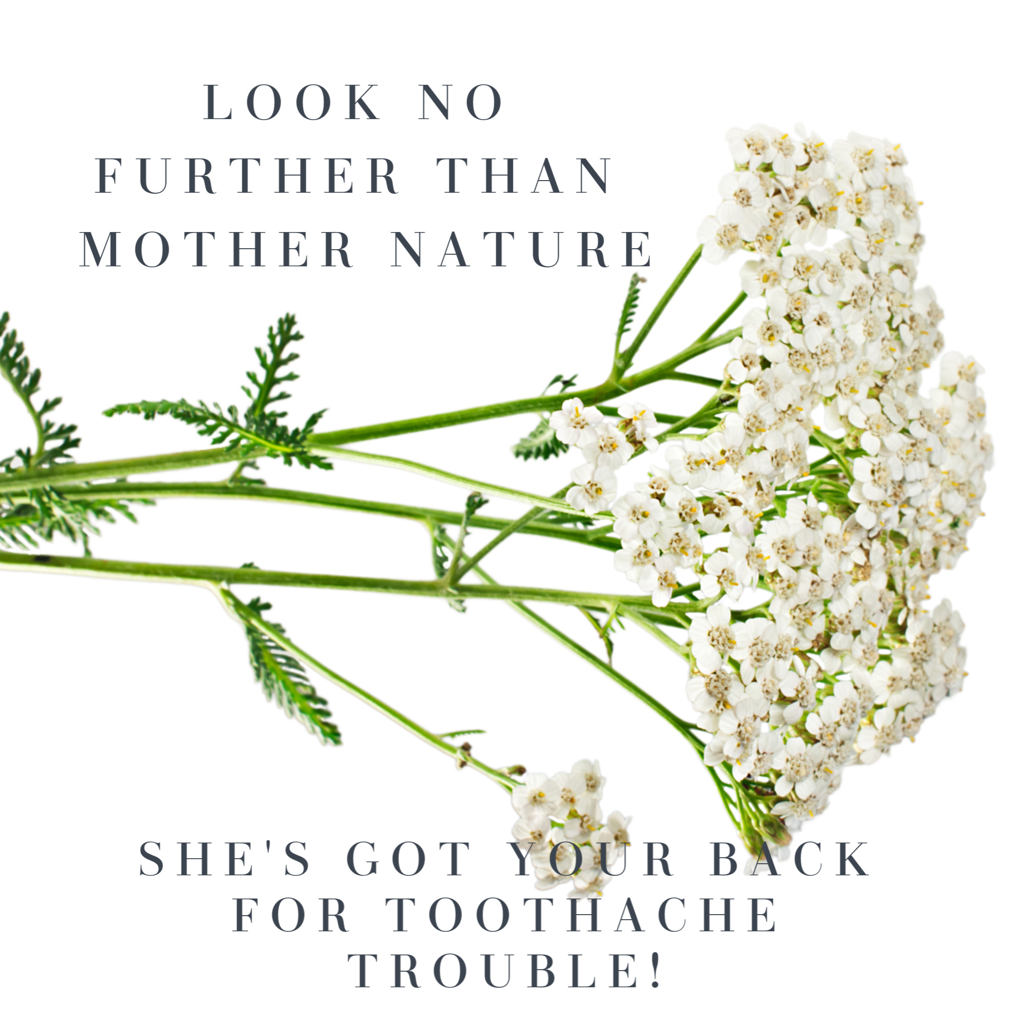 sprig of yarrow for natural toothache relief