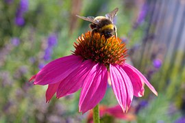 purple echinacea/coneflower with bumblebee on top