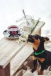 small brown dog looking longingly at a cup of tea on a wooden table