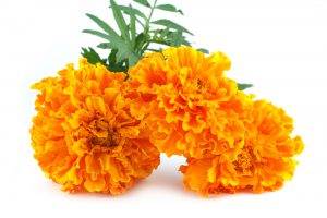 marigold flowers with green leaves