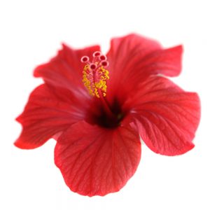 red hibiscus flower